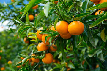 Closeup of ripe juicy mandarin oranges in greenery on tree branches .. © JackF