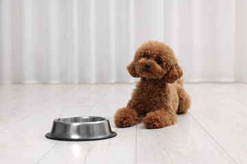 Cute Maltipoo dog near feeding bowl indoors. Lovely pet