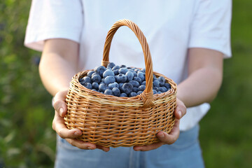 Fototapeta na wymiar Woman with wicker basket of fresh blueberries outdoors, closeup. Seasonal berries
