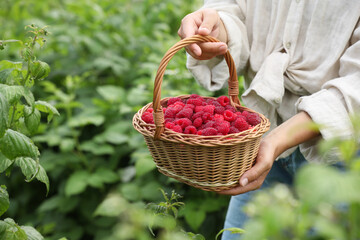 Woman holding wicker basket with ripe raspberries outdoors, closeup. Space for text