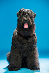 large black long-haired dog on a blue background