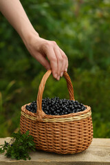 Fototapeta na wymiar Woman taking wicker basket with bilberries at wooden table outdoors, closeup
