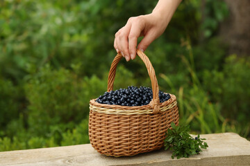 Woman taking wicker basket with bilberries at wooden table outdoors, closeup - obrazy, fototapety, plakaty
