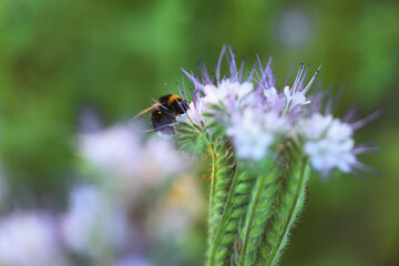 Fototapeta premium Bumblebee on beautiful blooming flower in meadow at summer, closeup