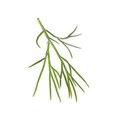 One sprig of fresh dill isolated on white