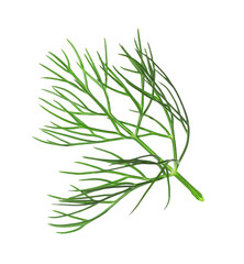 One sprig of fresh dill isolated on white