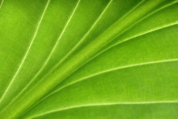 Macro photo of green leaf as background