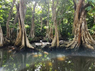 Fototapeta premium river in the woods