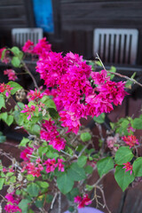 pink flowers in a garden