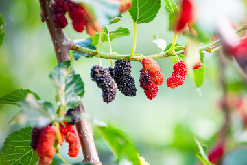 ripe mulberries fruit hanging on mulberry tree