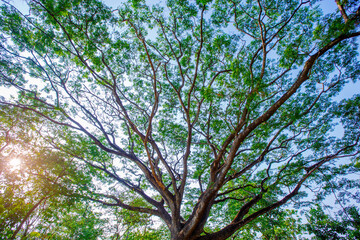 Majestic upwards view the canopy of tall trees forest at low angle view in sunlight
