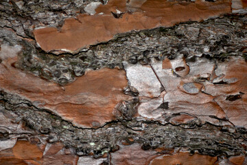 bark of a tree. tree bark texture. details of nature. tree details.