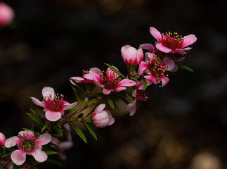 pink and white flowers