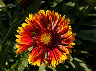 orange flower in the garden