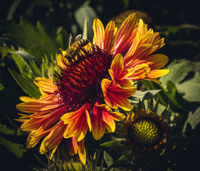 orange flower on a black background