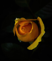 yellow rose on black