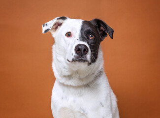 cute dog on an isolated background