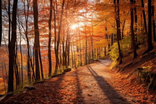 autumn picture of a trail with tall trees colorful leaves at sunset