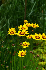 Obraz premium 庭の黄色いコレオプシス