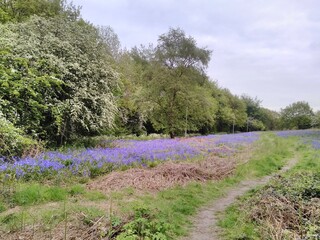 Bluebells, trees and footpath