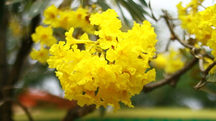 Silva manso or Tabebuia aurea flowers blooming on a tree in Indonesia.