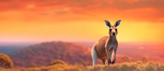 Fototapeten Kangaroo on the background of the sunset. Panorama © andri