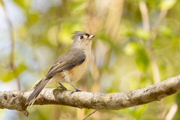 Tufted titmouse (Baeolophus bicolor) in Palmetto, Florida