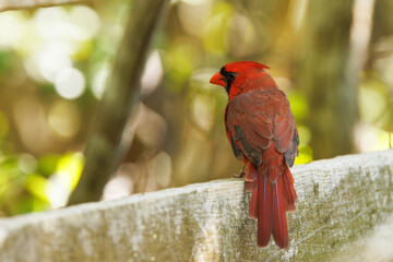 Northern cardinal (Cardinalis cardinalis) in Palmetto, Florida