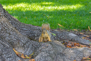 Douglas Squirrel in the Park