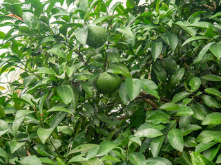 Bushes with green tangerines. Unripe tangerines on the tree. Green fruit on a branch. Citrus fruits in October. Vitamins concept. Fruit ripening.