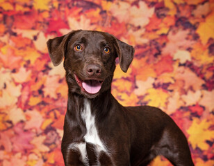 cute dog on an isolated background