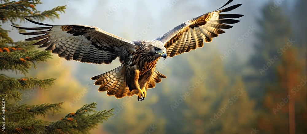 Poster fall wildlife scene in the forest buzzard landing on spruce tree branch