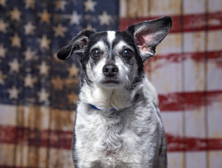 cute dog on an American flag patriotic background