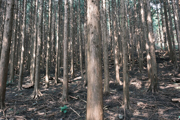대한민국 한국 제주의 원시림 곶자왈의 녹색 나무와 우거진 숲을 관찰할 수 있는 자연환경 산책길 배경화면