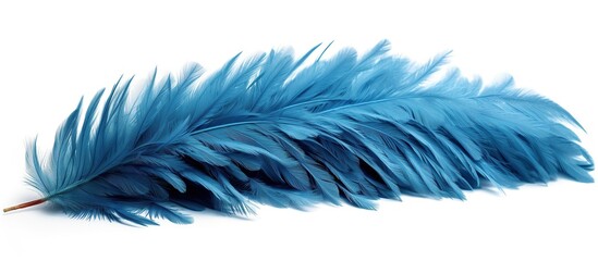 Fototapeta na wymiar Blue feather isolated on white background. Close-up of blue feather