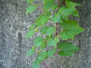 つる植物　ノブドウの実