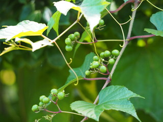 つる植物　ノブドウの実