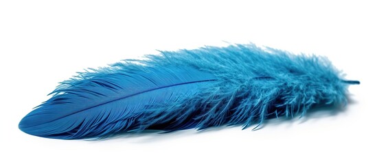 Blue feather isolated on white background. Close-up of blue feather