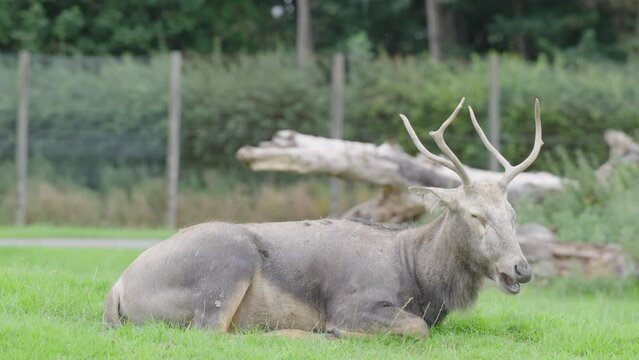 P&egrave;re David&rsquo;s deer (Elaphurus davidianus) is classified as extinct in the wild