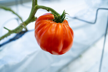 giant tomato, 大きいトマト, ジャイアントトマト
