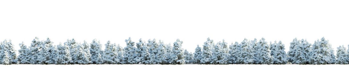isolated winter conifer tree, best use for skyline background.