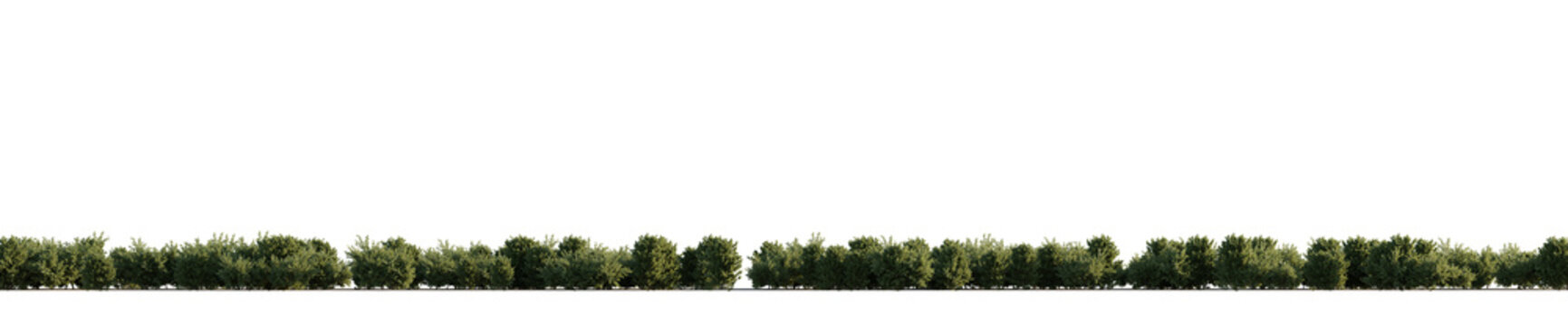 isolated  conifer low tree like bushes, best use for skyline background.