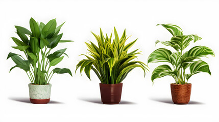 illustration potted plants for the interior on white background.