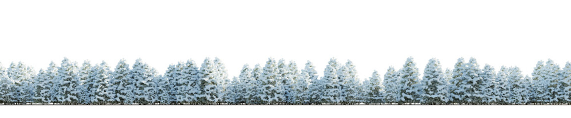 isolated winter conifer tree, best use for skyline background.
