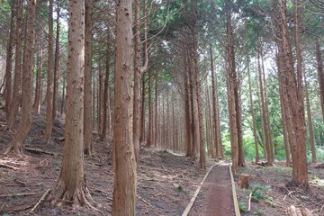 대한민국 한국 제주의 원시림 곶자왈의 녹색 나무와 우거진 숲을 관찰할 수 있는 자연환경 산책길 배경화면