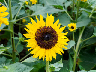 A close-up of a sunflower flower in full bloom