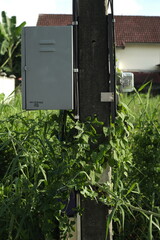 Box of electric gauges of the house, overgrown