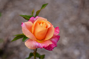 Single deep yellow coloured rose with pink edge. Selective focus against a blurred background. 