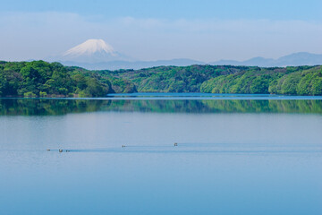 新緑の狭山湖と富士山3