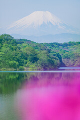 富士山と狭山湖、ツツジ
